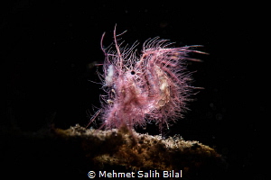 Pink hairy shrimp with snoot. by Mehmet Salih Bilal 